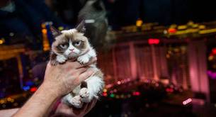 Misterioso gato hereda 10 millones de euros