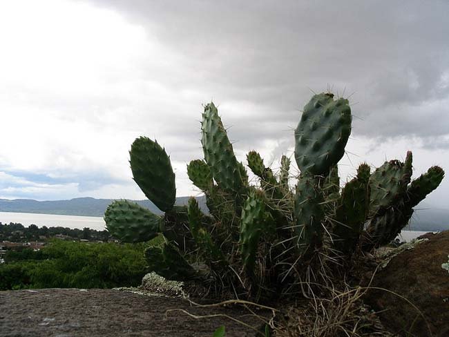 El cactus, un alimento desconocido